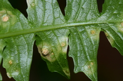 Puccinia poae-aposeridis