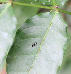 Crematogaster ferrarii