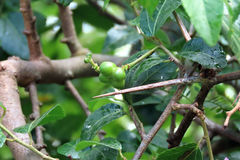 Grewia occidentalis occidentalis