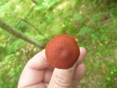 Cortinarius sanguineus