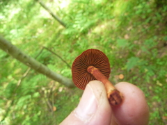 Cortinarius sanguineus