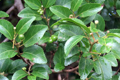 Grewia occidentalis occidentalis