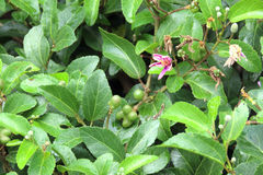 Grewia occidentalis occidentalis