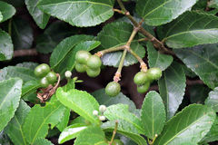 Grewia occidentalis occidentalis