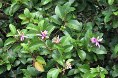 Grewia occidentalis occidentalis
