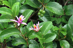 Grewia occidentalis occidentalis