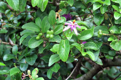 Grewia occidentalis occidentalis