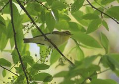 Phylloscopus sibilatrix