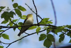 Phylloscopus sibilatrix