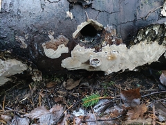 Phellinus laevigatus
