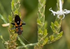 Spilostethus macilentus