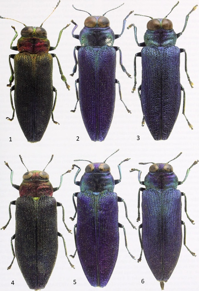 Coomaniellini