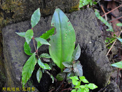 Cryptostylis arachnites