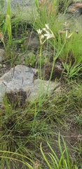 Kohautia amatymbica