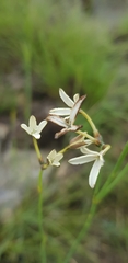 Kohautia amatymbica