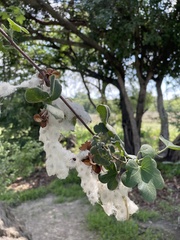 Gossypium herbaceum subsp. africanum image