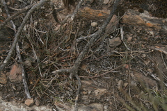 Muraltia muraltioides