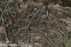 Muraltia muraltioides