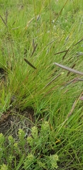 Microchloa altera