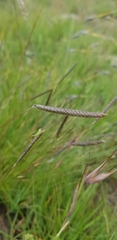 Microchloa altera