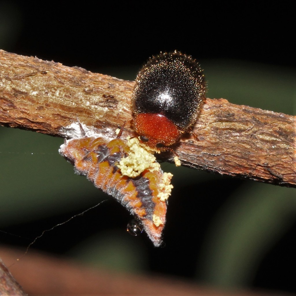 Rodatus boucardi
