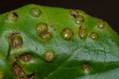 Puccinia asarina