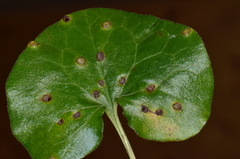 Puccinia asarina