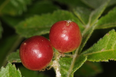 Bursera coyucensis