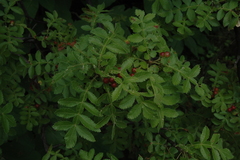 Bursera coyucensis
