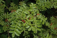 Bursera coyucensis