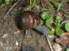 Helminthoglypta sequoicola