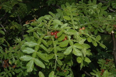 Bursera coyucensis