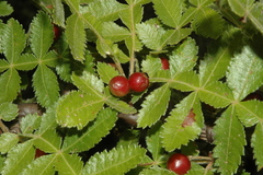Bursera coyucensis
