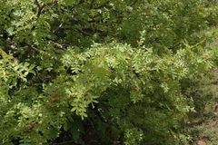 Bursera coyucensis