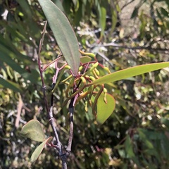 Muellerina eucalyptoides