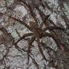 Heteropoda jugulans