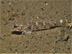 Yellowspotted Sandgoby photo 3