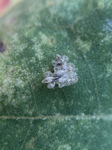 Chrysanthemum Lace Bug