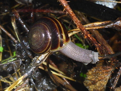 Helminthoglypta sequoicola