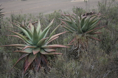 Aloe ferox