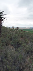 Aloe ferox