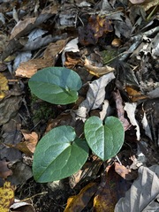 Hexastylis rhombiformis