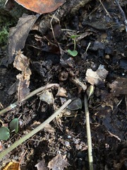 Hexastylis rhombiformis