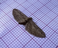 Eupithecia phoeniceata