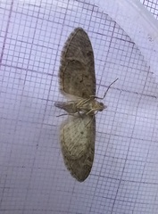 Eupithecia phoeniceata