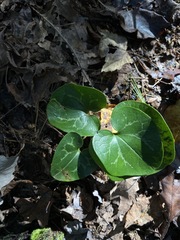 Hexastylis rhombiformis