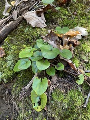 Hexastylis rhombiformis