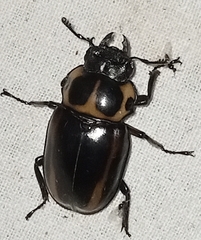 Homoderus mellyi