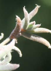 Trichodiadema gracile