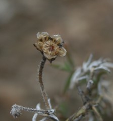 Trichodiadema gracile